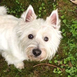 Meet your Posher, Tara